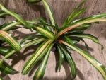 Bromeliad Variegated Double Plants (3.5” pot) - Image 2
