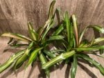 Bromeliad Variegated Double Plants (3.5” pot) - Image 3
