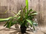Bromeliad Variegated Double Plants (3.5” pot) - Image 15