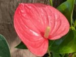 Anthurium Pink (6” pot) - Image 2