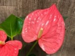 Anthurium Pink (6” pot) - Image 4