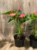 Anthurium Pink (6” pot) - Image 8