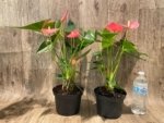 Anthurium Pink (6” pot) - Image 6