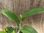 IN BUD Fragrance Blc. Hsinying Greenworth 'NN' Fragrant (5 pot) - Image 2