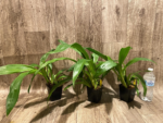 Zypgopetalum Jumpin Jack (3.5 " pot) - Image 3