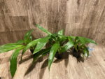 Zypgopetalum Jumpin Jack (3.5 " pot) - Image 4