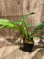 Zypgopetalum Jumpin Jack (3.5 " pot) - Image 5