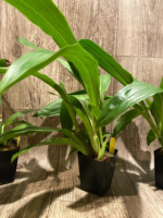 Zypgopetalum Jumpin Jack (3.5 " pot) - Image 6
