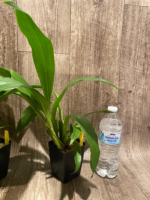 Zypgopetalum Jumpin Jack (3.5 " pot) - Image 7