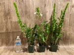 Dendrobium sanderae var. luzonicum x sib Blooming Size Multi Canes (3.5” pot) - Image 3