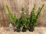 Dendrobium sanderae var. luzonicum x sib Blooming Size Multi Canes (3.5” pot) - Image 4