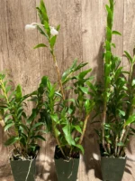 Dendrobium sanderae var. luzonicum x sib Blooming Size Multi Canes (3.5” pot) - Image 6