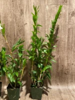 Dendrobium sanderae var. luzonicum x sib Blooming Size Multi Canes (3.5” pot) - Image 7