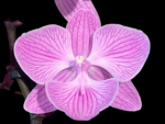 Phalaenopsis Yu Pin Fireworks (Dtps World Class 'Bigfoot' x Dtps Sogo Dove)