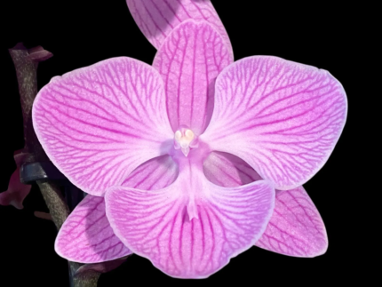 Phalaenopsis Yu Pin Fireworks (Dtps World Class 'Bigfoot' x Dtps Sogo Dove)