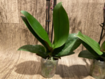 Double Spikes Phalaenopsis Yu Pin Fireworks (Dtps World Class 'Bigfoot' x Dtps Sogo Dove) (3.5" pot) - Image 7