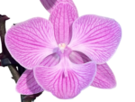 Double Spikes Phalaenopsis Yu Pin Fireworks (Dtps World Class 'Bigfoot' x Dtps Sogo Dove) (3.5" pot) - Image 2