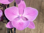 Phalaenopsis Yu Pin Fireworks (Dtps World Class 'Bigfoot' x Dtps Sogo Dove)
