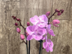 Double Spikes Phalaenopsis Yu Pin Fireworks (Dtps World Class 'Bigfoot' x Dtps Sogo Dove) (3.5" pot) - Image 4
