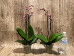 Double Spikes Phalaenopsis Yu Pin Fireworks (Dtps World Class 'Bigfoot' x Dtps Sogo Dove) (3.5" pot) - Image 6