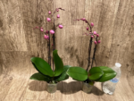 Double Spikes Phalaenopsis Yu Pin Fireworks (Dtps World Class 'Bigfoot' x Dtps Sogo Dove) (3.5" pot) - Image 5