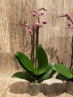 Double Spikes Phalaenopsis Yu Pin Fireworks (Dtps World Class 'Bigfoot' x Dtps Sogo Dove) (3.5" pot) - Image 9