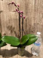 Double Spikes Phalaenopsis Yu Pin Fireworks (Dtps World Class 'Bigfoot' x Dtps Sogo Dove) (3.5" pot) - Image 8