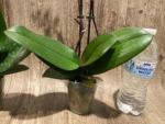 Double Spikes Phalaenopsis Yu Pin Fireworks (Dtps World Class 'Bigfoot' x Dtps Sogo Dove) (3.5" pot) - Image 10