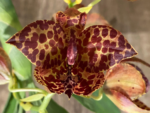 Cycnoches Jean E. Monnier ‘Dark Spots’ × Cyc. Brown’s Choice ‘Spotted Swan’