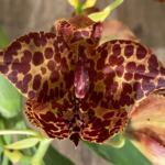 Cycnoches Jean E. Monnier ‘Dark Spots’ × Cyc. Brown’s Choice ‘Spotted Swan’
