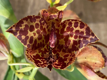 Cycnoches Jean E. Monnier ‘Dark Spots’ × Cyc. Brown’s Choice ‘Spotted Swan’