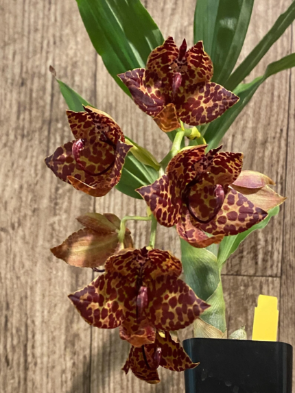 Cycnoches Jean E. Monnier ‘Dark Spots’ × Cyc. Brown’s Choice ‘Spotted Swan’