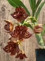 Cycnoches Jean E. Monnier ‘Dark Spots’ × Cyc. Brown’s Choice ‘Spotted Swan’