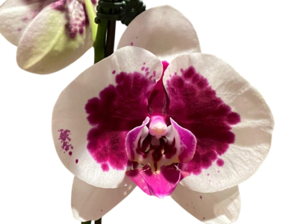 Phalaenopsis Novelty