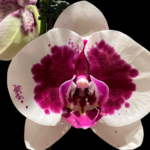Phalaenopsis Novelty