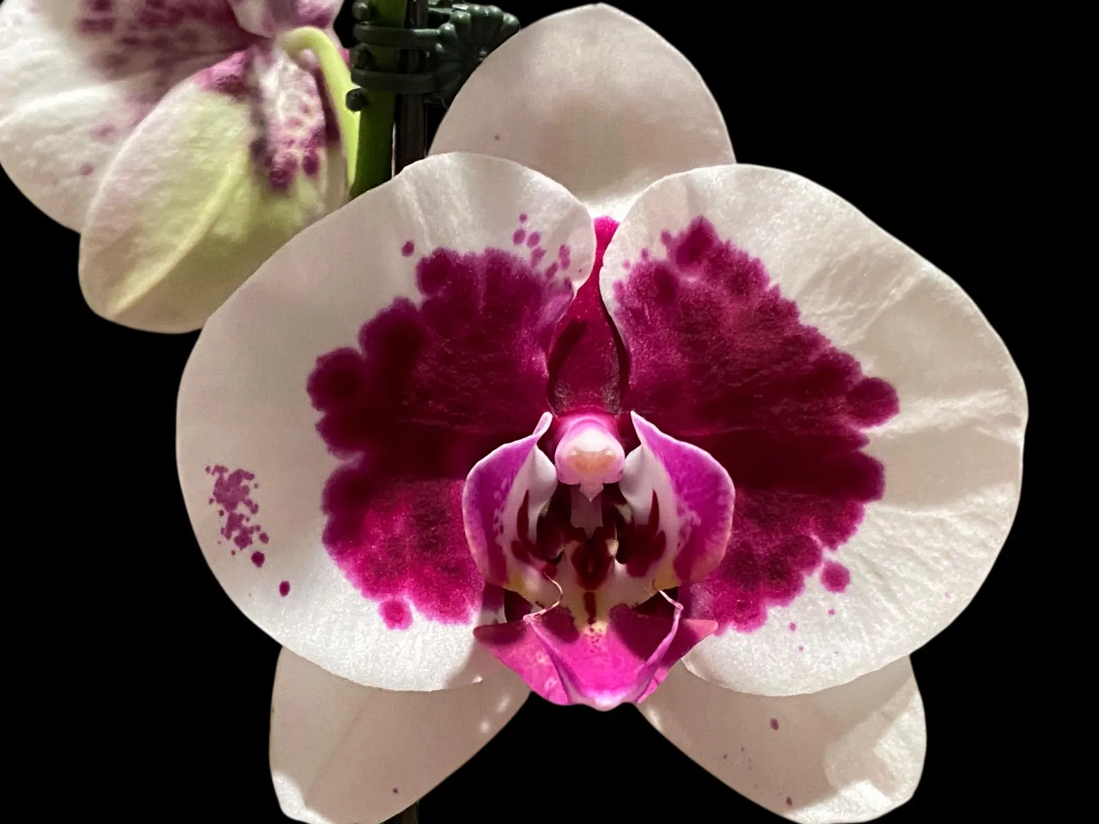 Phalaenopsis Novelty Phalaenopsis Novelty