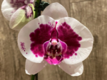 Double Spikes Phalaenopsis Novelty (4.5" pot) - Image 3