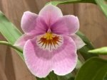 Double Spikes Miltoniopsis QF Amber (Maui Fushion ‘Purple Sun x Bertha Backer ‘Florentine’) (3.5” pot)