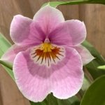In Spike Miltoniopsis QF Amber (Maui Fushion ‘Purple Sun x Bertha Backer ‘Florentine’) (3.5” pot)