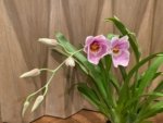 In Spike Miltoniopsis QF Amber (Maui Fushion ‘Purple Sun x Bertha Backer ‘Florentine’) (3.5” pot) - Image 2
