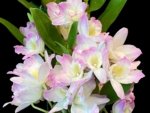 Fragrant - Dendrobium Fancy Angel ‘Lychee’ (3.5” pot) - Image 3