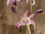 Double Spikes Dendrobium Blue Seas (3.5” pot) - Image 3