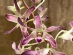 Double Spikes Dendrobium Blue Seas (3.5” pot) - Image 2