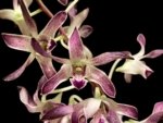 Double Spikes Dendrobium Blue Seas (3.5” pot)
