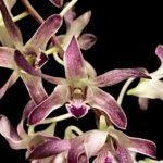 Double Spikes Dendrobium Blue Seas (3.5” pot)