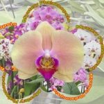 Double Spikes Mystery Phalaenopsis (4.5" pot)