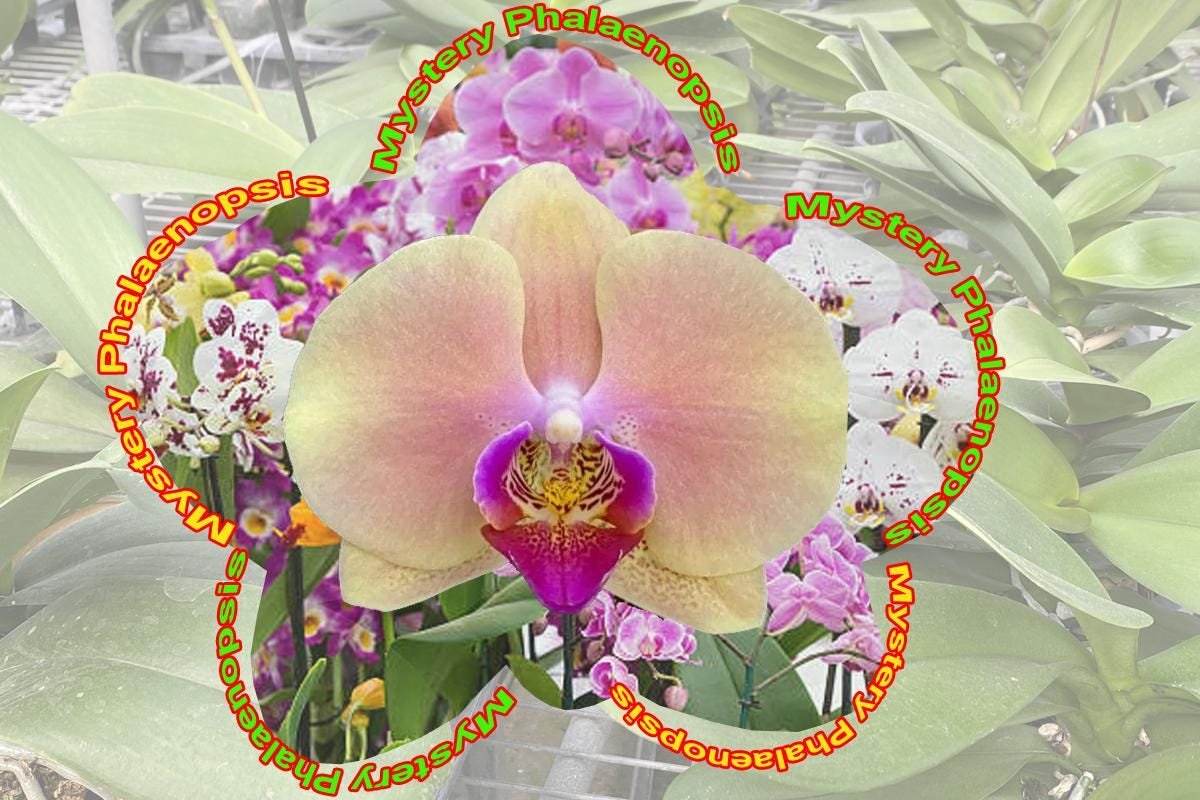 il_fullxfull.7417414822_f59p.jpg Double Spikes Mystery Phalaenopsis (4.5" pot) - Image 1