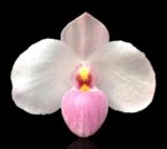 Paph. (Fantastic Circle x Ice Storm) x Sib Blooming Size (3.5” pot)