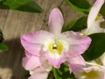 Fragrant - Dendrobium Fancy Angel ‘Lychee’ (3.5” pot) - Image 2