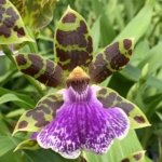 Triple Spikes Zypgopetalum Jumpin Jack (3.5" pot)